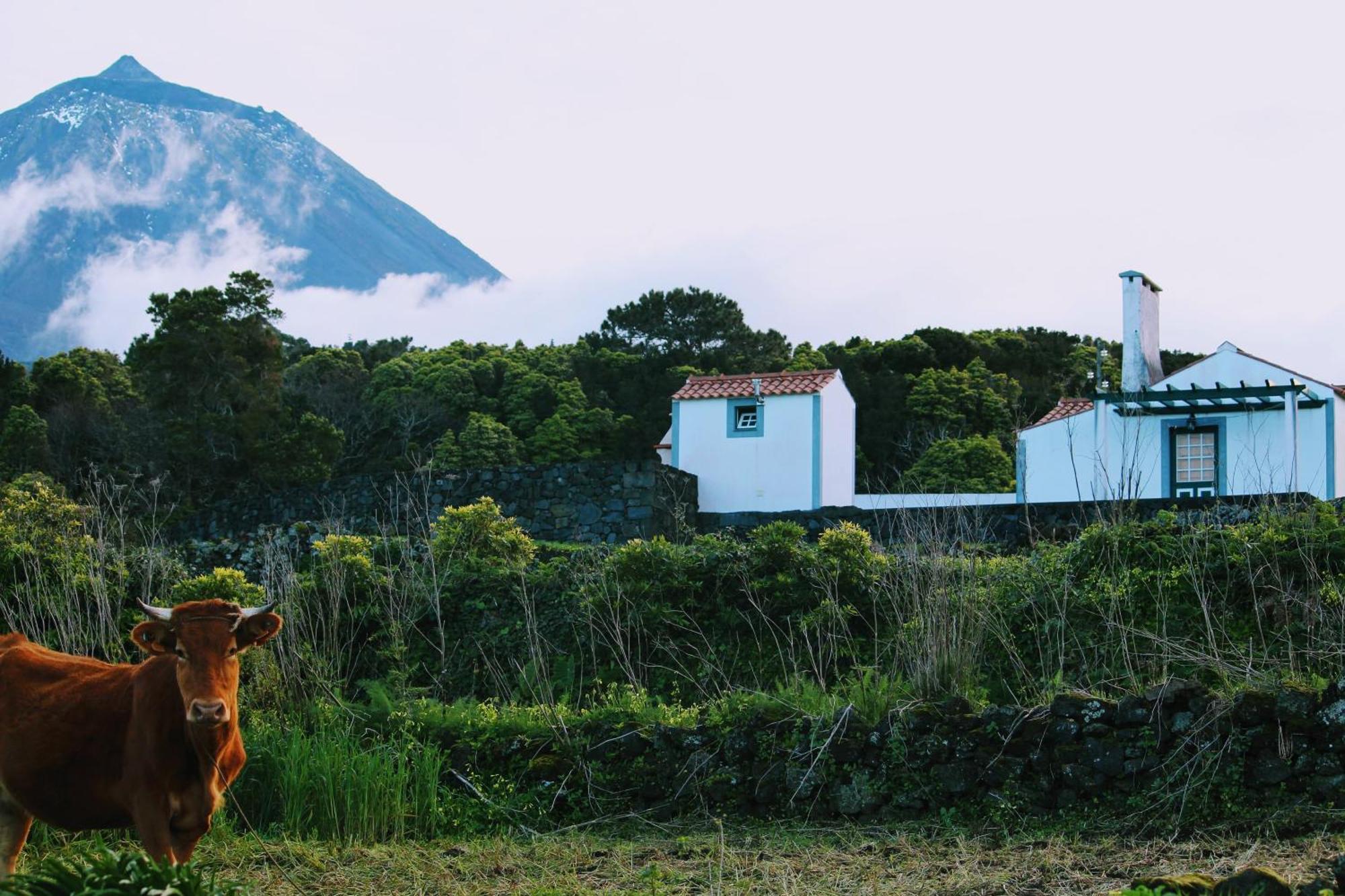 Casa Do Paim Villa Sao Roque do Pico Ngoại thất bức ảnh